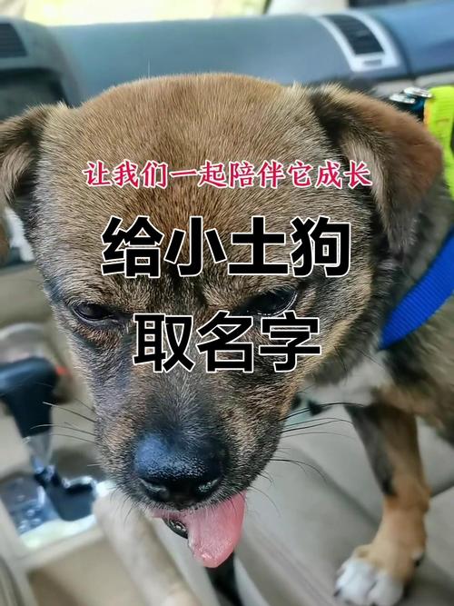 有哪些既招财又不显得俗气的狗狗名字