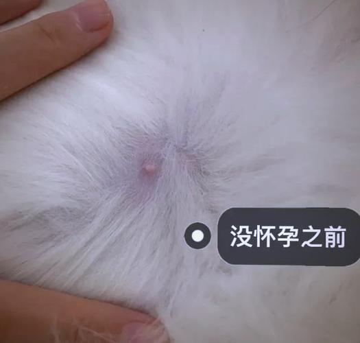 猫咪怀孕最早什么时候分泌乳汁?
