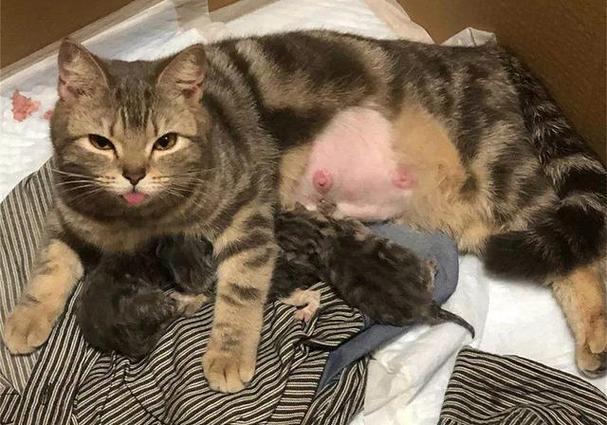 猫咪怀孕多久才能看出来