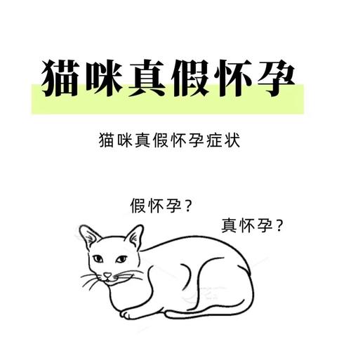 怎么看出来蓝猫怀孕