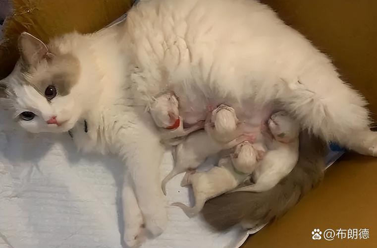 猫咪下奶了是否快生了