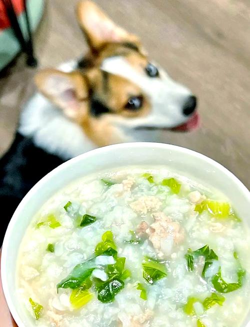 狗肠炎吃什么东西不能吃什么