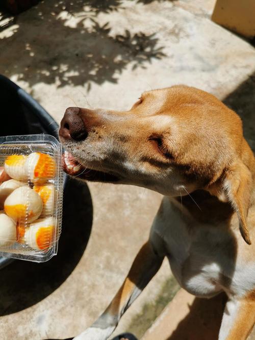 海带喂狗有什么好处