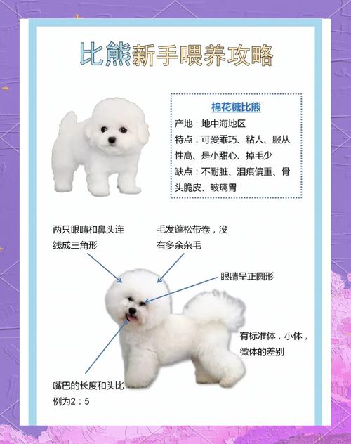 比熊多大可以带出去溜