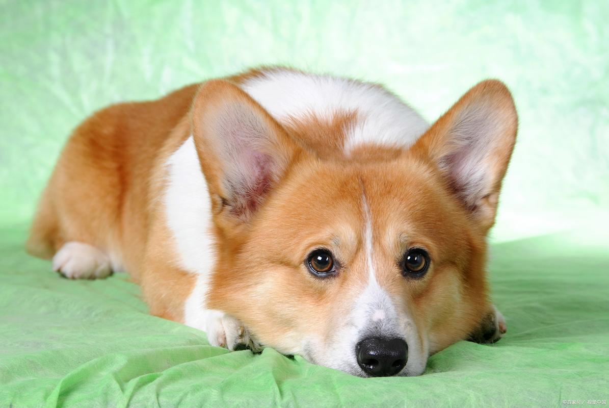 狗狗多大可以出去溜