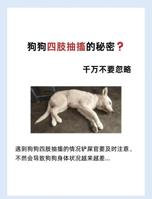 狗狗缺钙抽搐什么症状