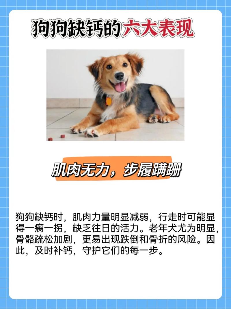 狗狗在生产子的时候突然腿抽筋是怎么搞的