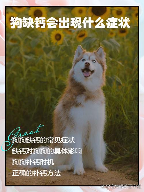 为什么狗狗喂奶呼吸急促