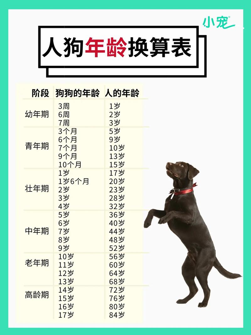 狗狗两个月等于人几岁