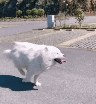 狗狗突然在家疯跑是什么原因?