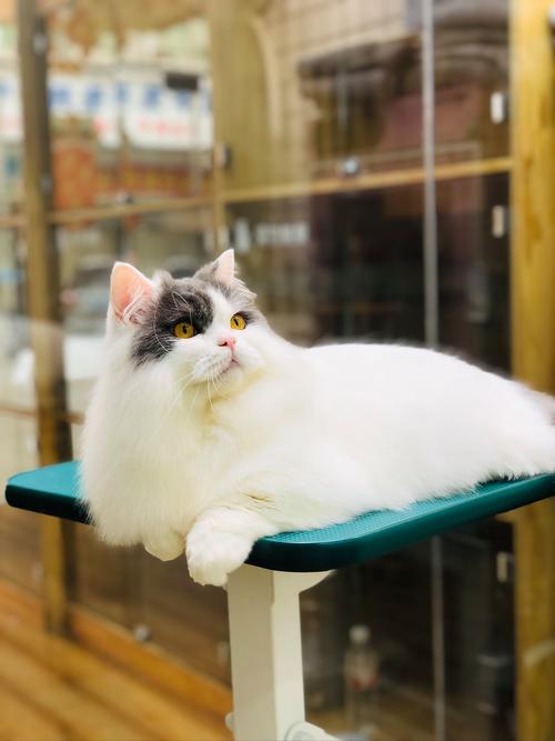 描写小猫可爱的一段话