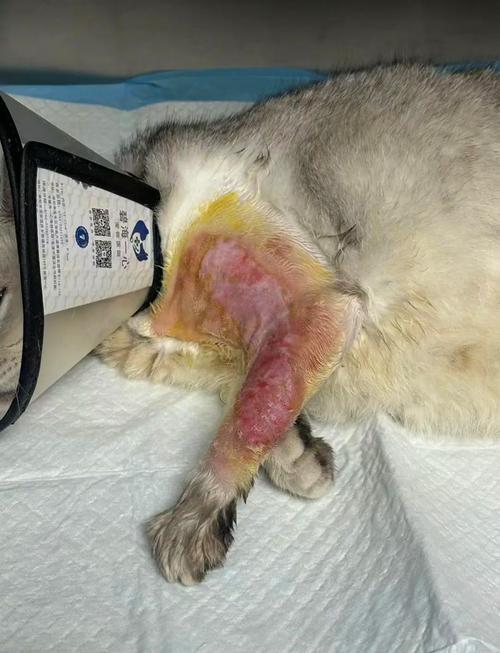 猫摔出内伤能自愈吗