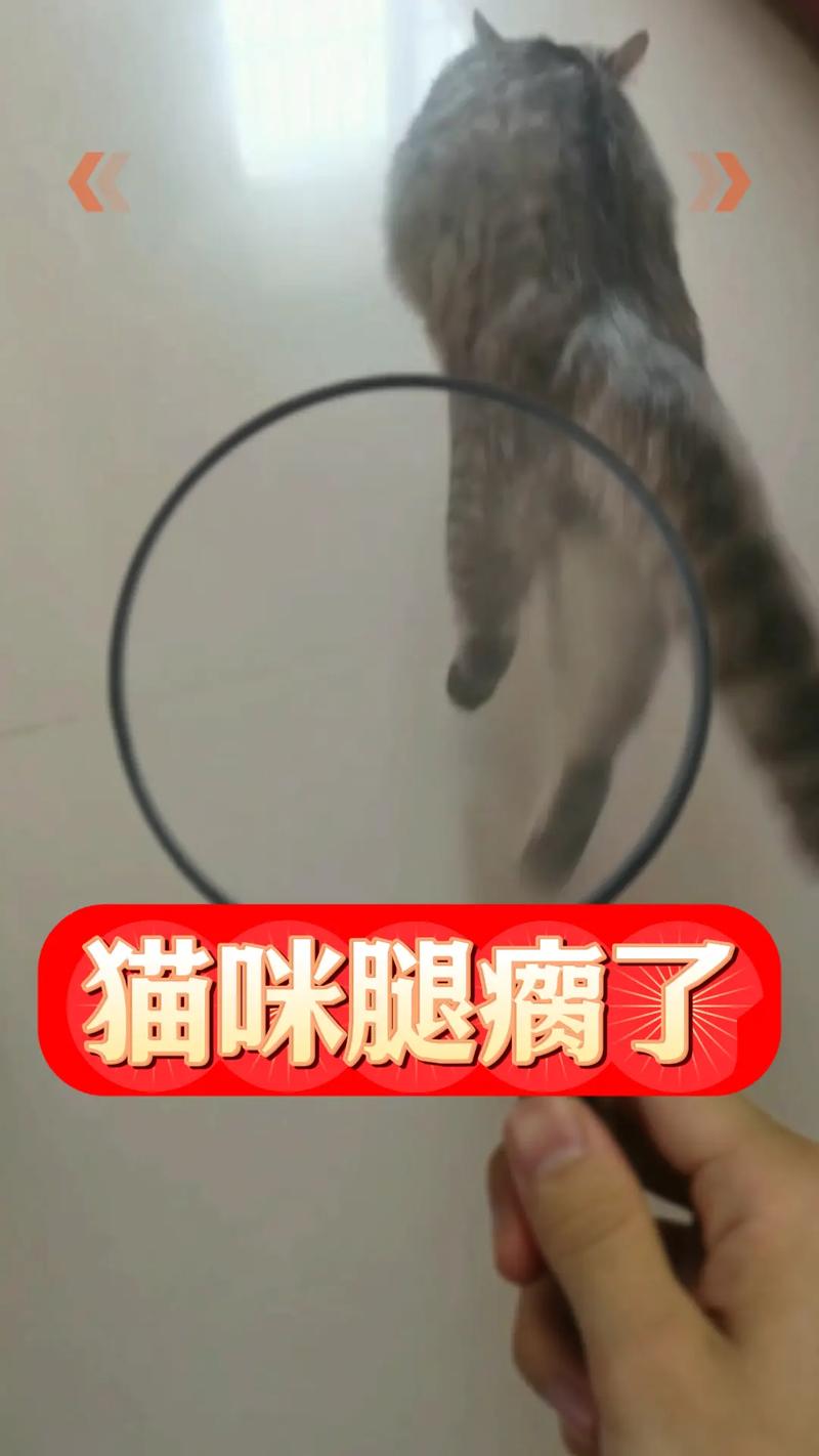 猫的腿受伤了会自愈吗