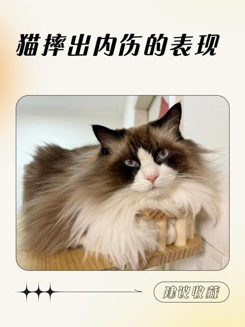 猫咪摔成内伤一般能活几天