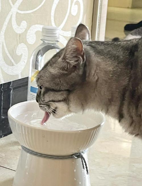 猫咪喝什么水比较好