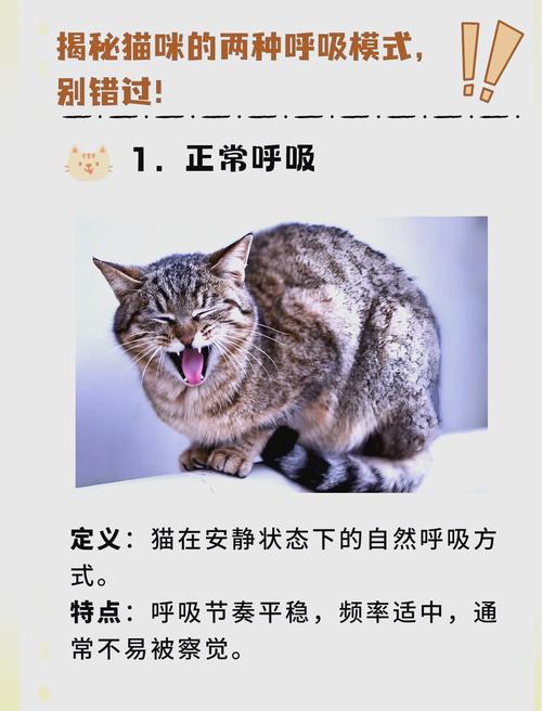 猫咪喂奶的时候呼吸急促是什么情况