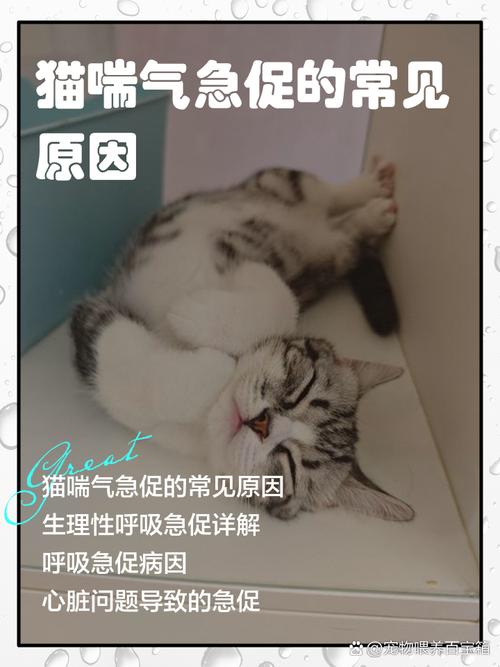 猫咪生完宝宝后呼吸急促是什么原因