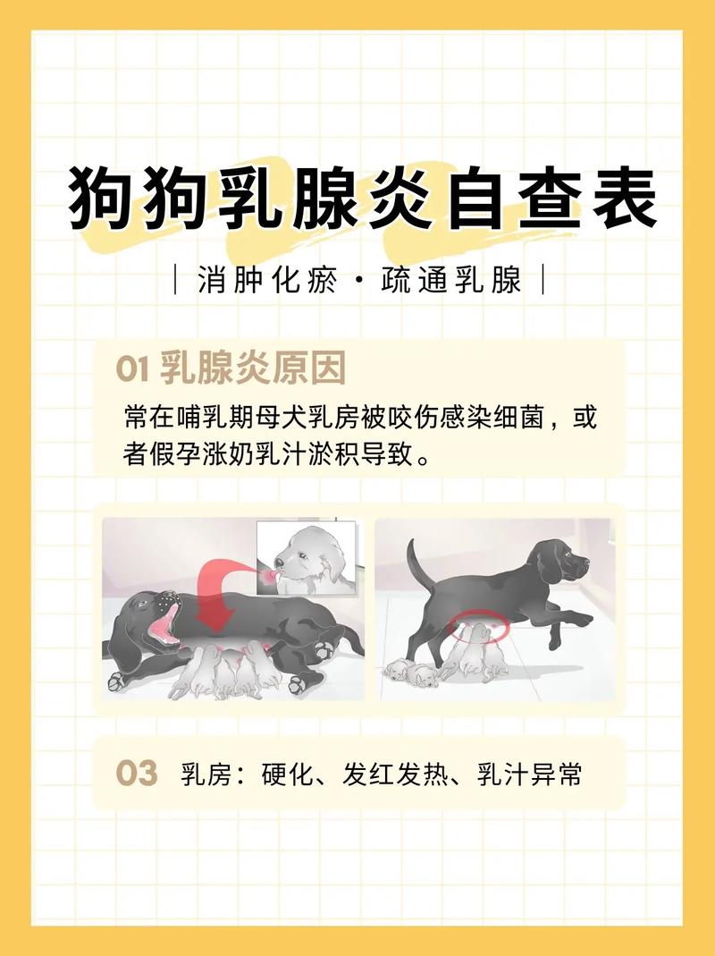 狗狗乳腺炎硬块怎么办