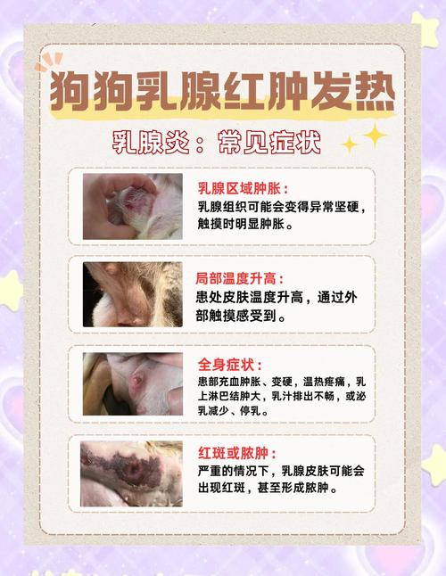 治疗狗狗乳腺炎