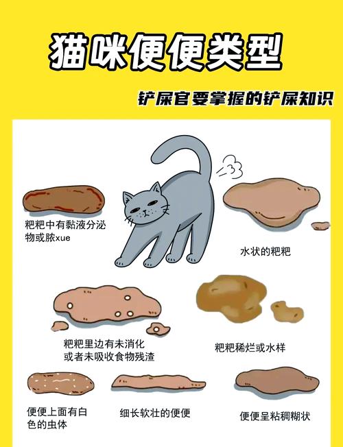 猫咪拉肚子、不吃东西怎么办呐?