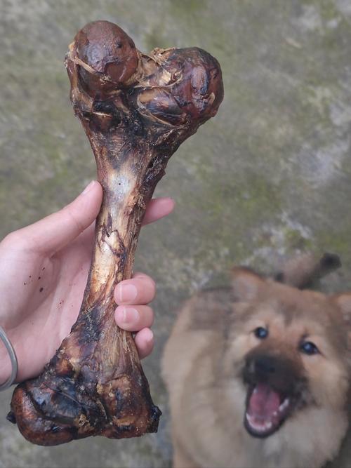 狗狗能不能吃鸭骨头?