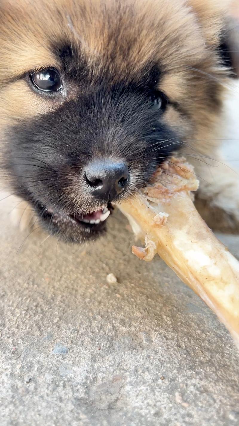 三个月的狗狗吃了骨头怎么办