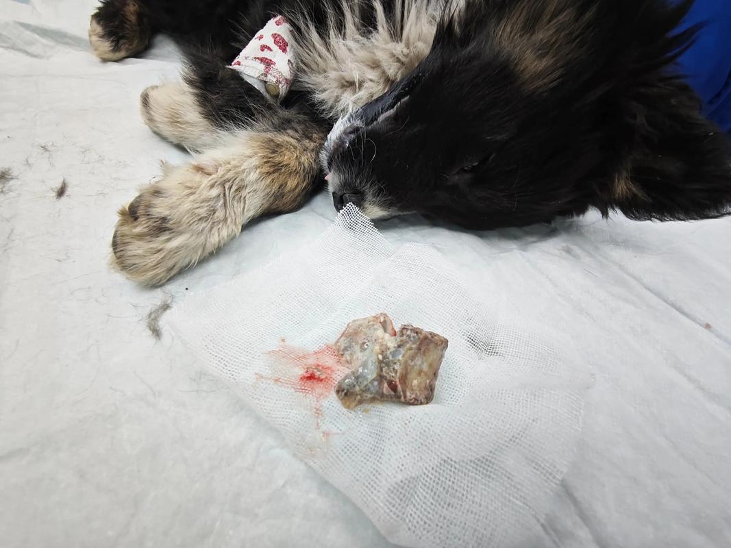 三个月的狗狗能吃骨头吗