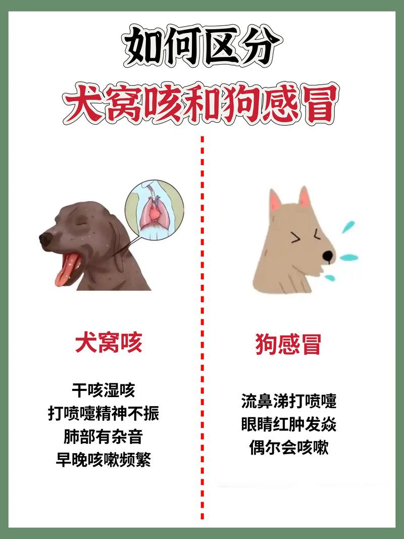 狗狗咳嗽卡卡的怎么办