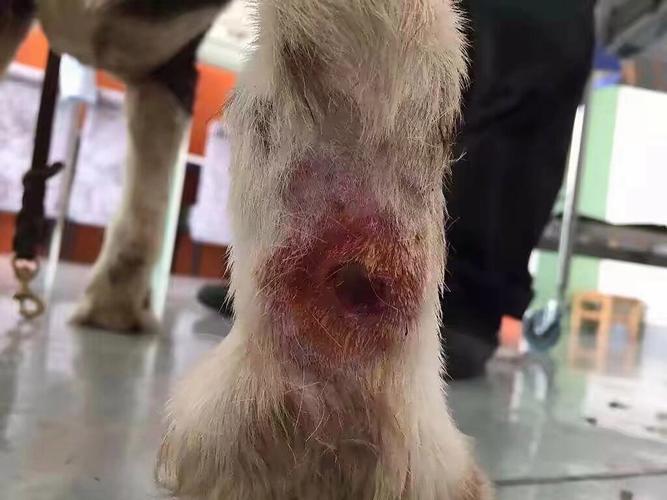 狗狗的伤口一直渗液体