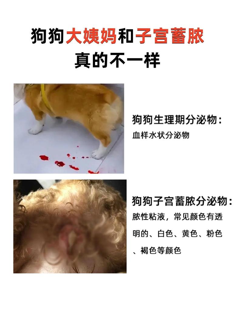 狗狗伤口为什么会流水