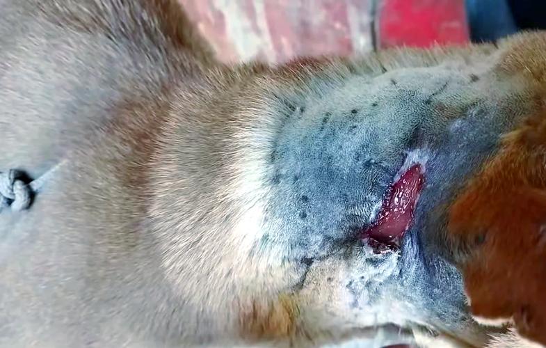 ...这两天就一直流水,又好像是胧,是怎么回事呢