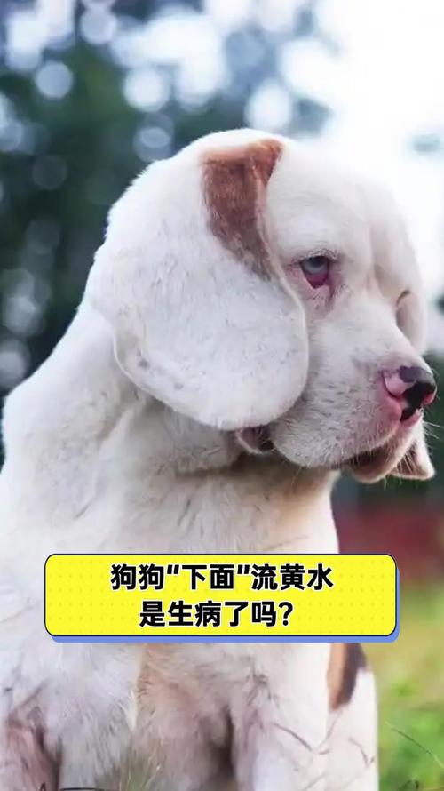 狗爪子肿了还流水
