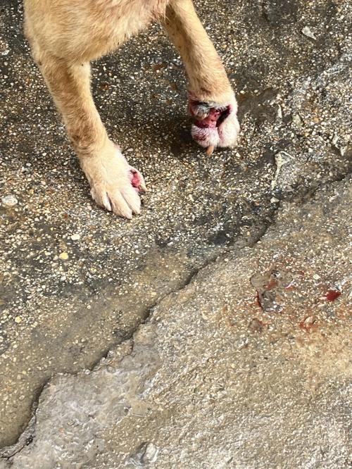 为什么狗狗伤口流水