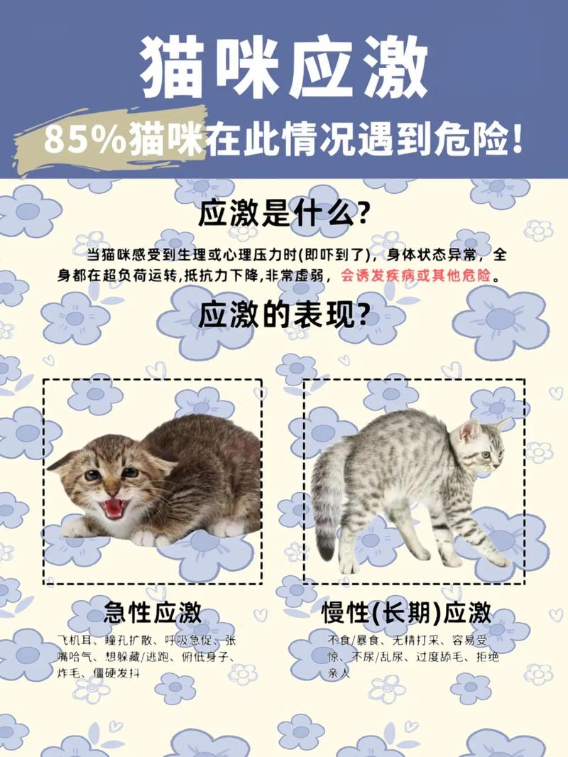 猫咪新环境应激怎么办