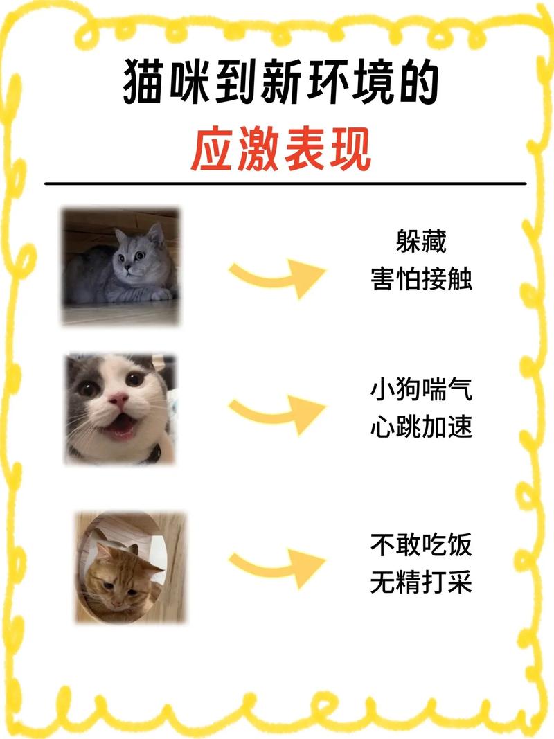 关于养猫前需要准备的物品有哪些?