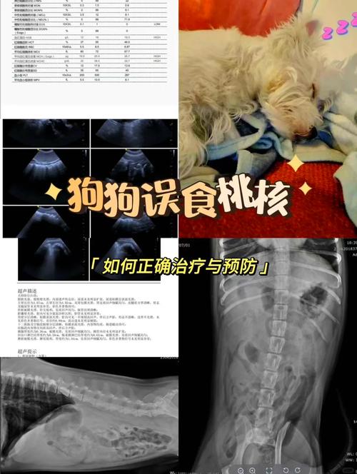 狗狗不小心吃了桃子核怎么办