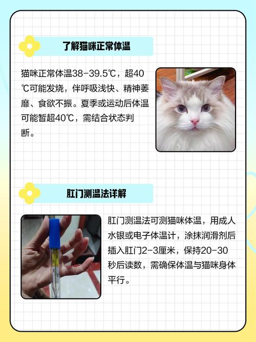 猫咪体温怎么测量