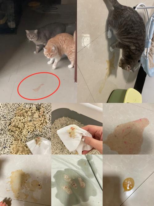 猫咪呕吐物里面有少量血丝