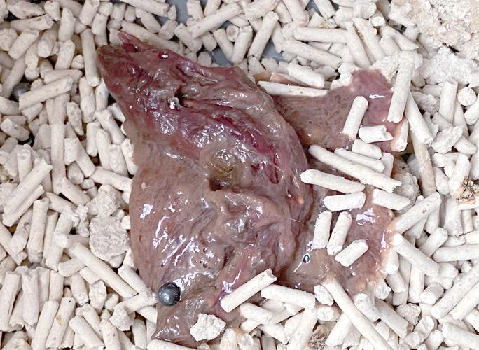 猫咪吐黄水带血丝是怎么回事