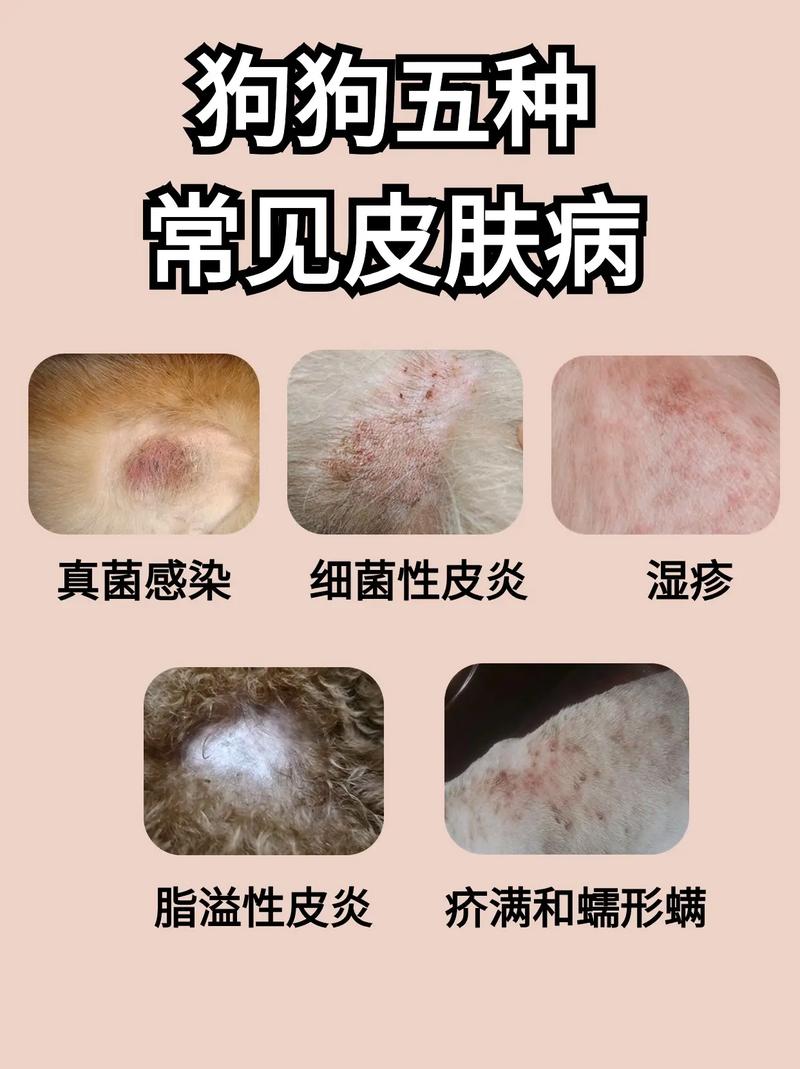 狗狗都会得哪些皮肤病?