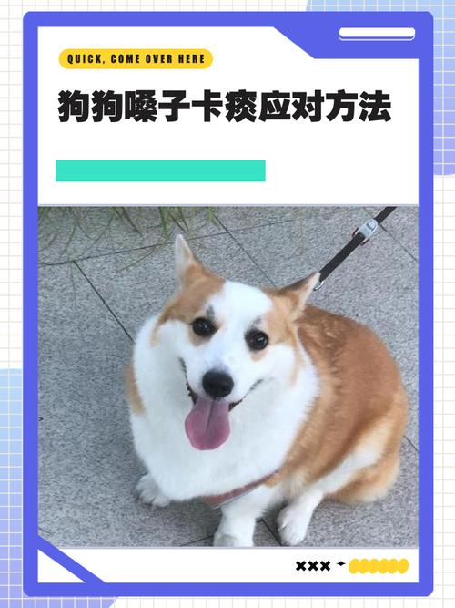 狗狗喉咙里卡东西一直咳不出来怎么办