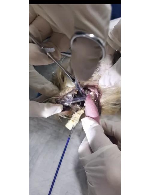 狗狗嗓子里好像有东西