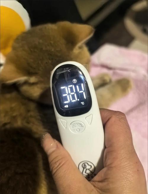 猫咪体温38度正常吗?
