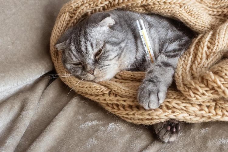 猫体温39.5°C正常吗