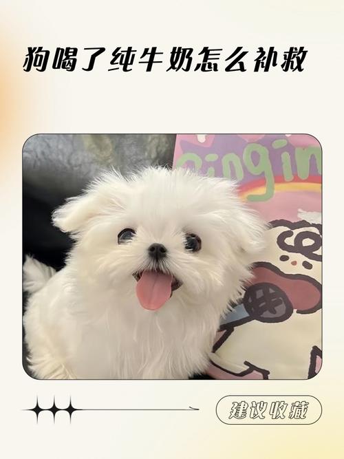 小狗喝了牛奶怎么补救