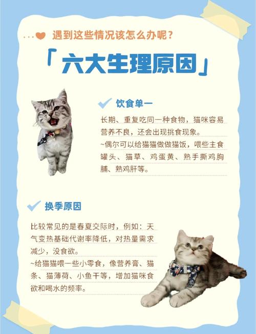 猫咪突然不吃猫粮怎么办?