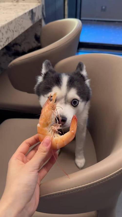 狗狗能吃虾仁吗
