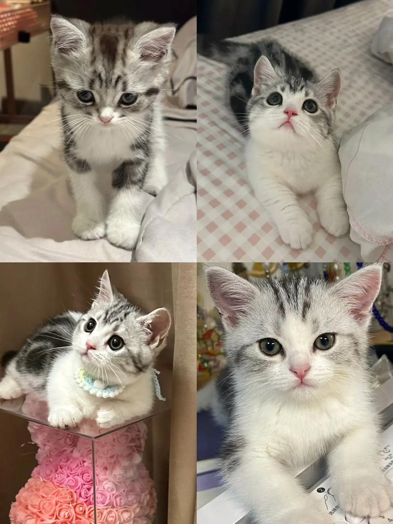 两个月大的猫可以吃什么