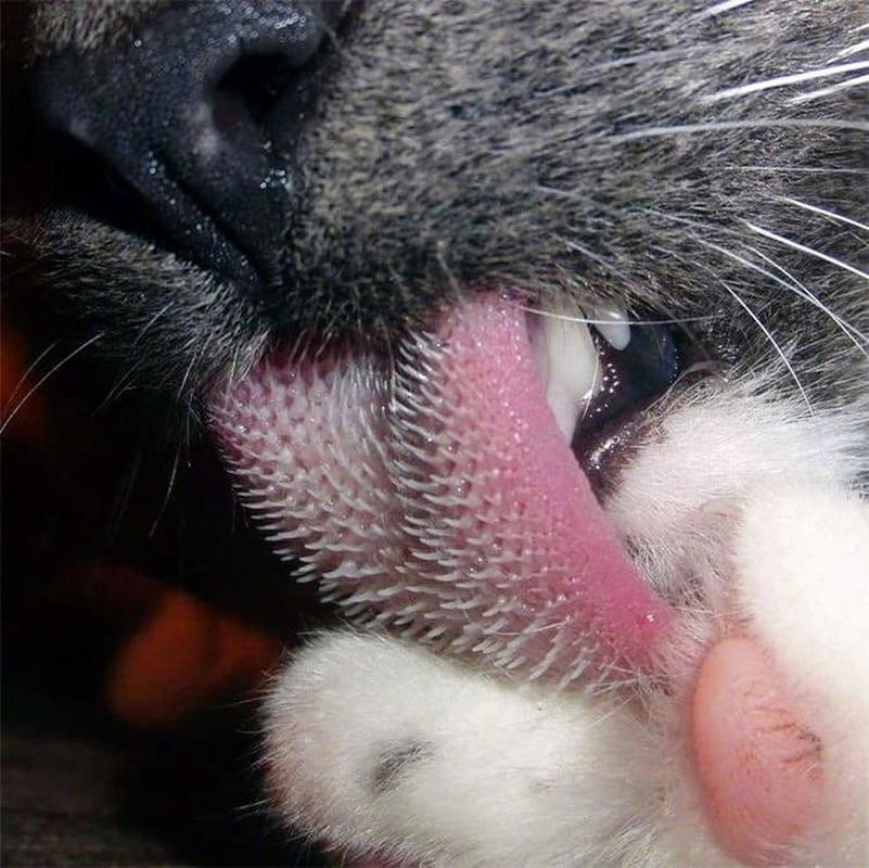 猫一直露个舌头尖尖