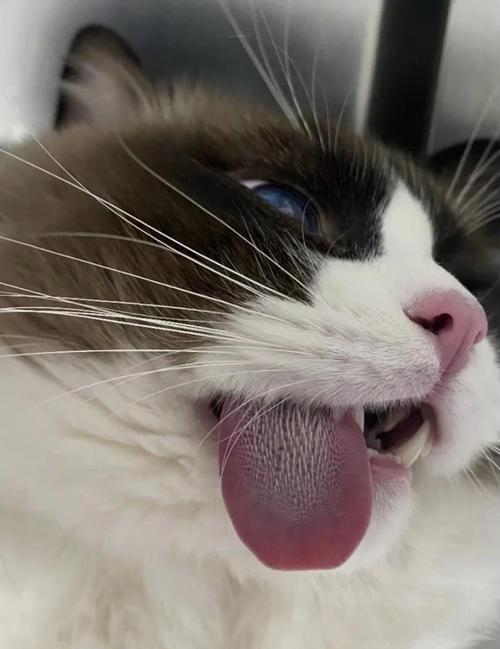 猫的舌头为什么一直在外面